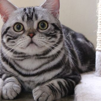 Detail Kucing Putih Abu Abu Nomer 2