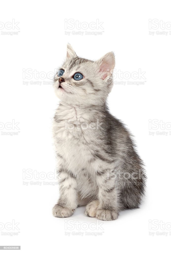 Detail Kucing Putih Abu Abu Nomer 11