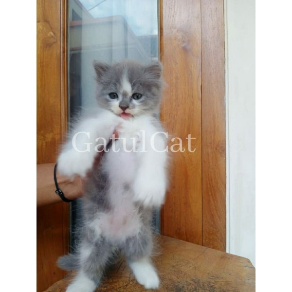 Detail Kucing Putih Abu Abu Nomer 14