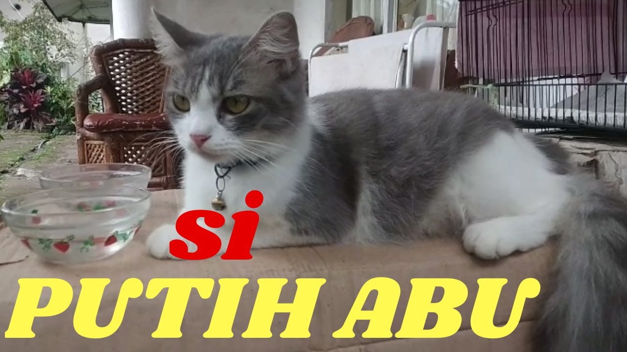 Detail Kucing Putih Abu Abu Nomer 15