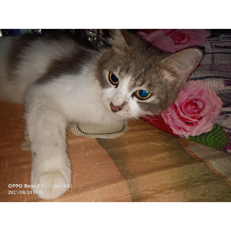 Detail Kucing Putih Abu Abu Nomer 16