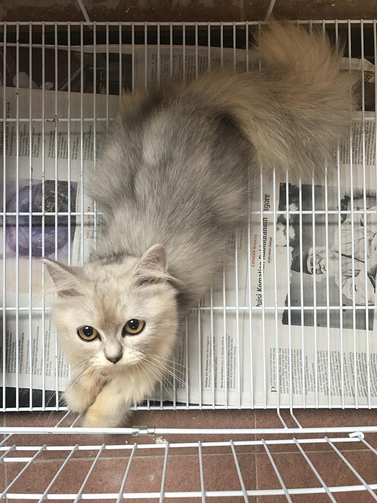 Detail Kucing Putih Abu Abu Nomer 19