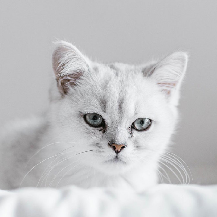 Detail Kucing Putih Abu Abu Nomer 24