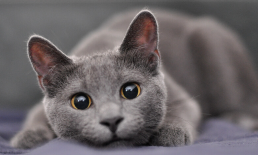 Detail Kucing Putih Abu Abu Nomer 25
