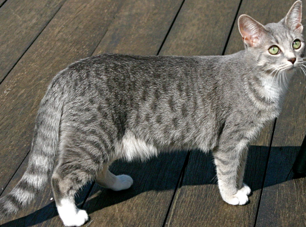 Detail Kucing Putih Abu Abu Nomer 26