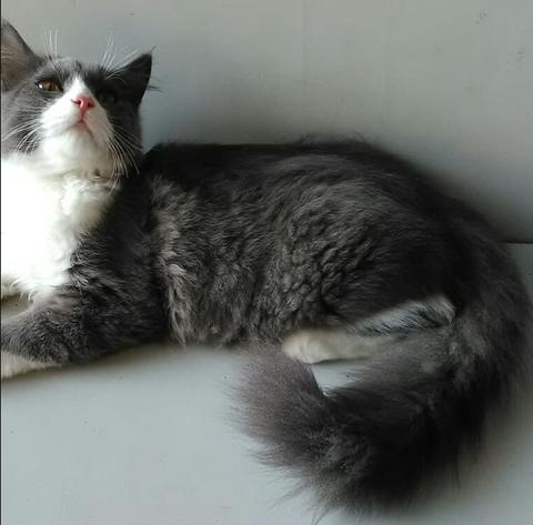 Detail Kucing Putih Abu Abu Nomer 27