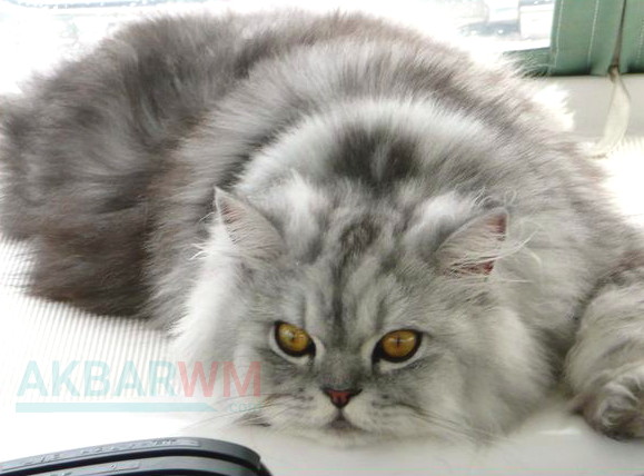 Detail Kucing Putih Abu Abu Nomer 29
