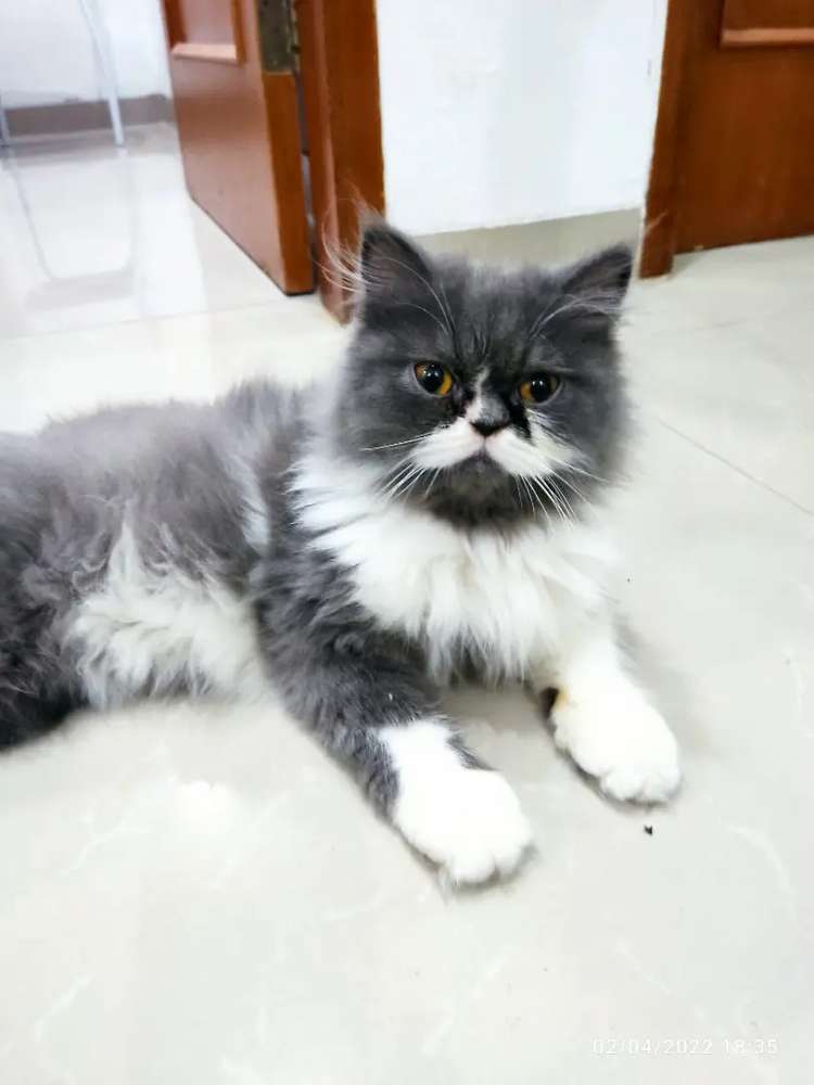 Detail Kucing Putih Abu Abu Nomer 31