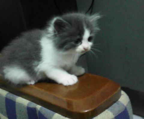 Detail Kucing Putih Abu Abu Nomer 35