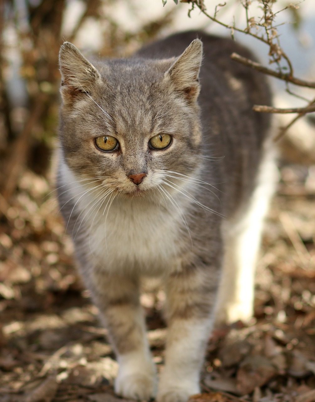 Detail Kucing Putih Abu Abu Nomer 4