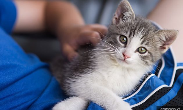 Detail Kucing Putih Abu Abu Nomer 39