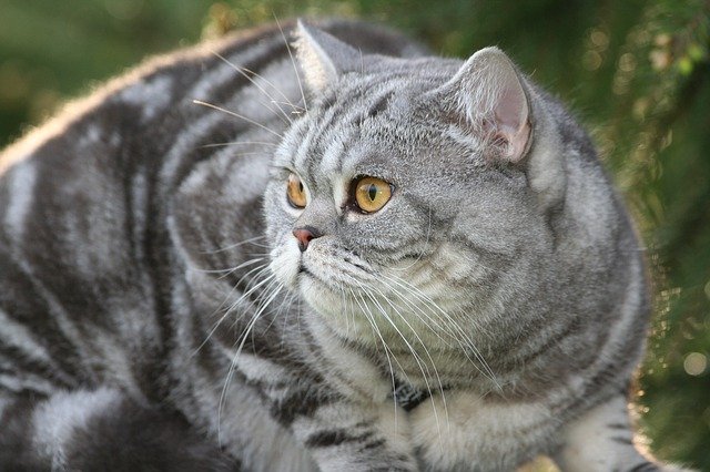 Detail Kucing Putih Abu Abu Nomer 40