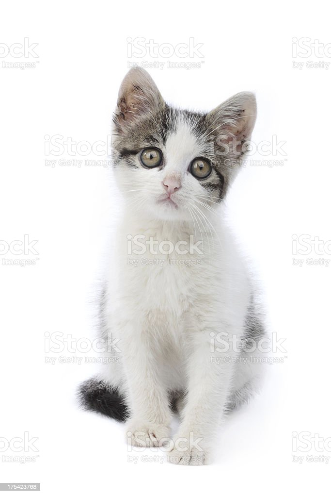 Detail Kucing Putih Abu Abu Nomer 41