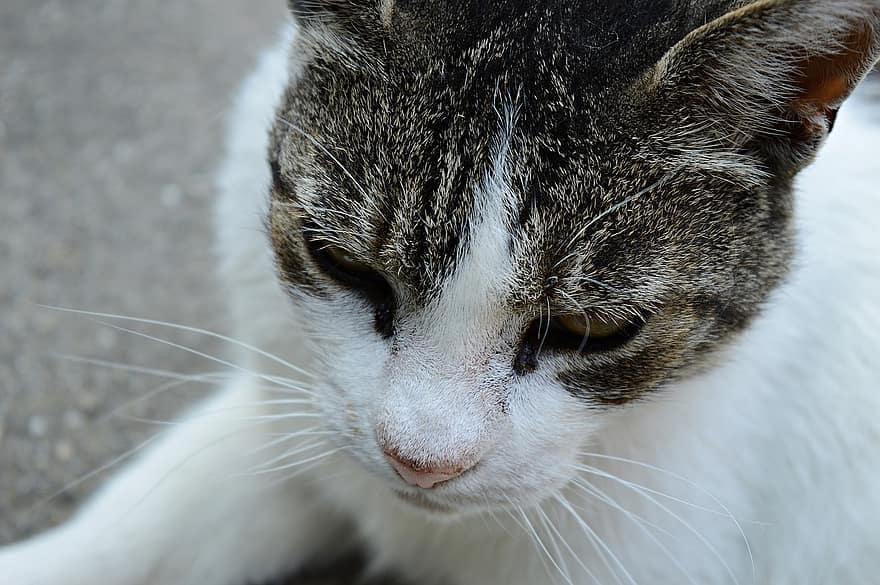 Detail Kucing Putih Abu Abu Nomer 42