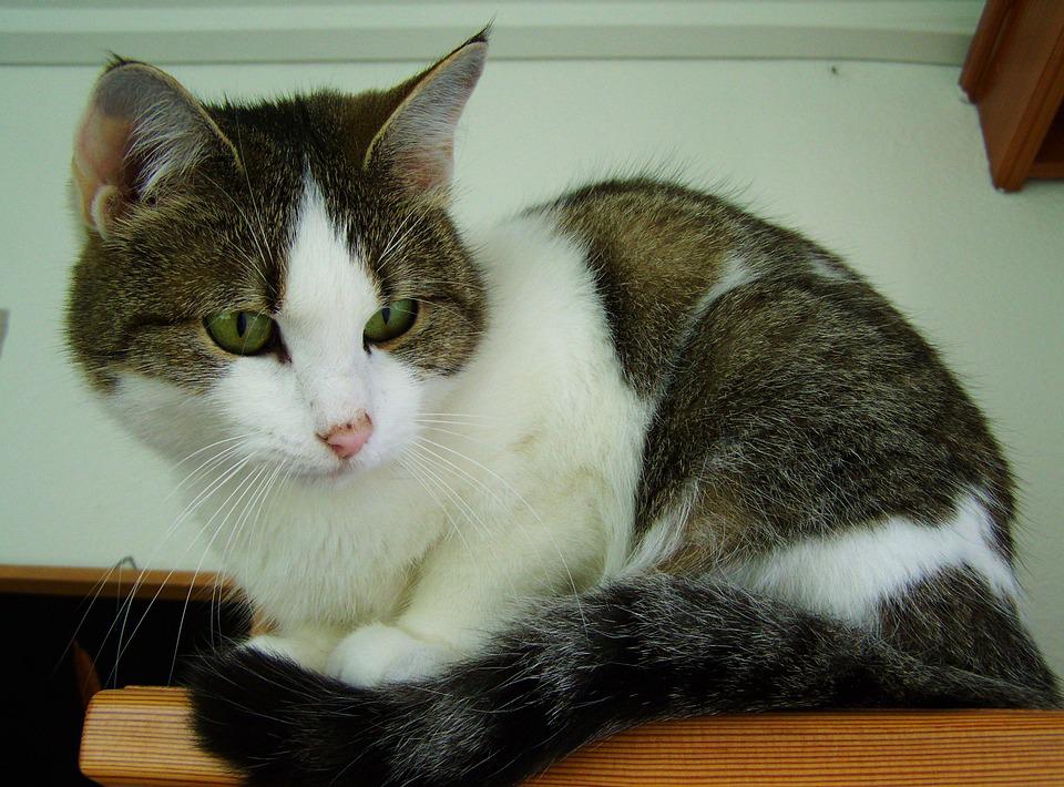 Detail Kucing Putih Abu Abu Nomer 5