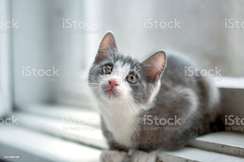 Detail Kucing Putih Abu Abu Nomer 47