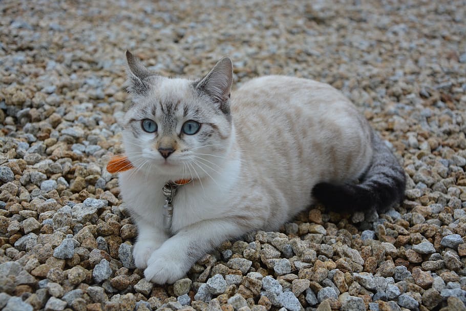 Detail Kucing Putih Abu Abu Nomer 48