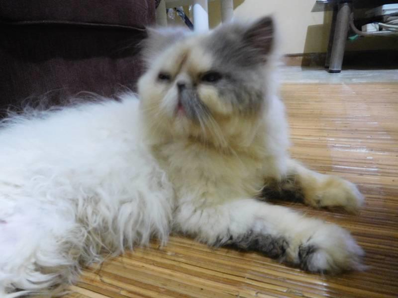 Detail Kucing Putih Abu Abu Nomer 50