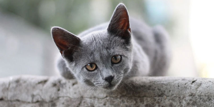 Detail Kucing Putih Abu Abu Nomer 53