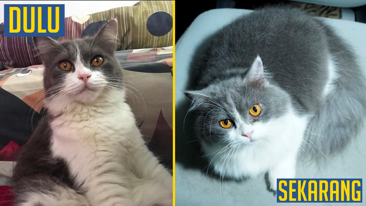 Detail Kucing Putih Abu Abu Nomer 6