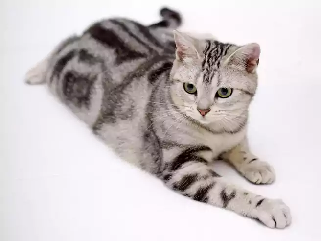 Detail Kucing Putih Abu Abu Nomer 8