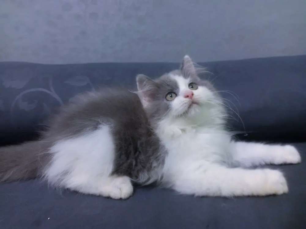 Detail Kucing Putih Abu Abu Nomer 9