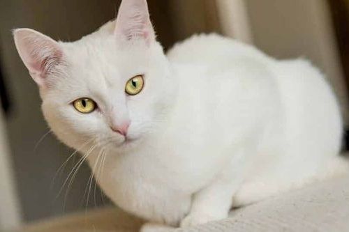 Detail Kucing Putih Anggora Nomer 13