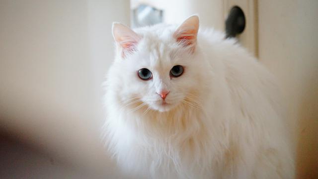 Detail Kucing Putih Anggora Nomer 35