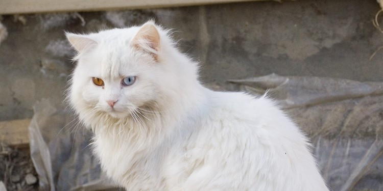 Detail Kucing Putih Anggora Nomer 52