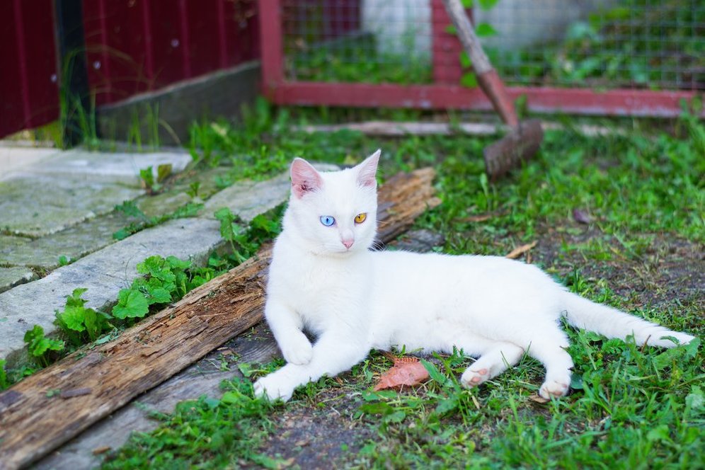 Detail Kucing Putih Kampung Nomer 9