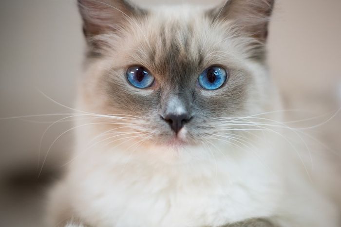 Detail Kucing Putih Mata Biru Nomer 15