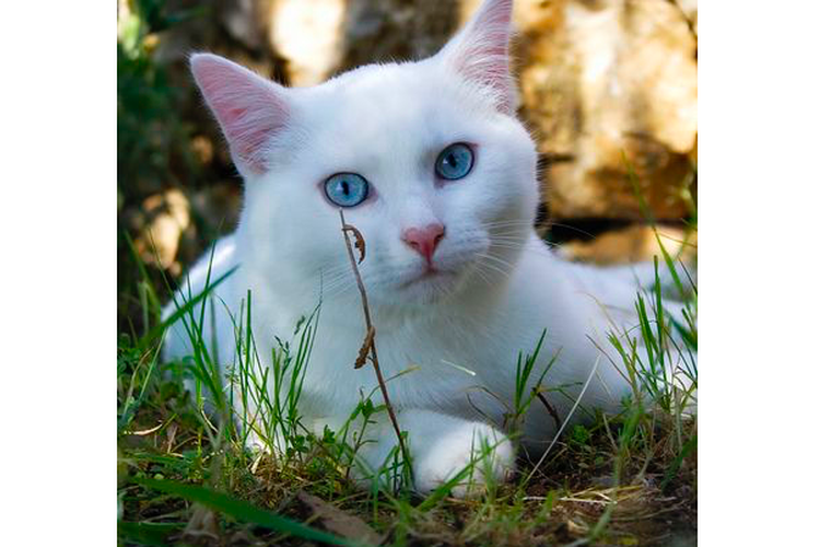 Detail Kucing Putih Mata Biru Nomer 3