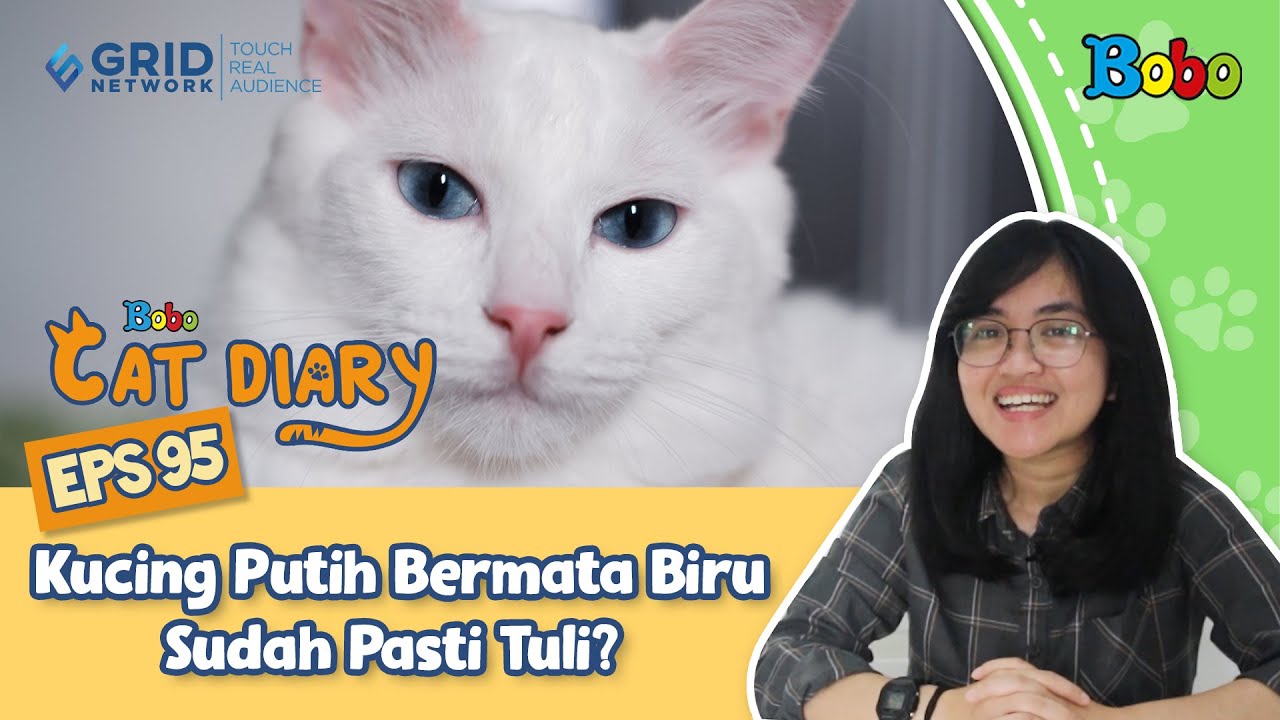 Detail Kucing Putih Mata Biru Nomer 20