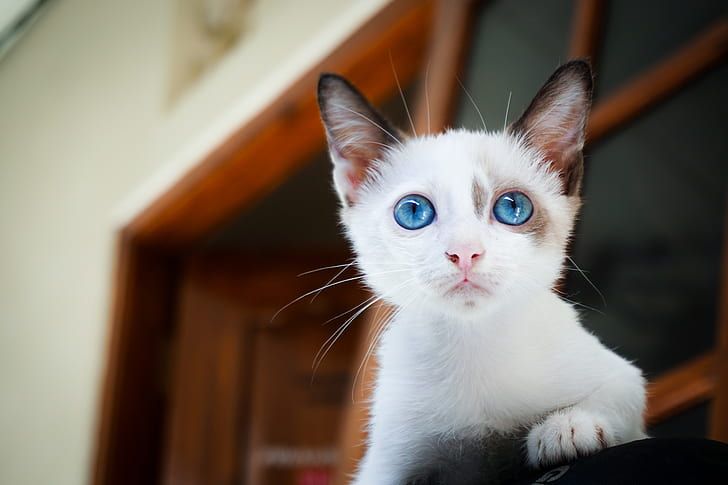 Detail Kucing Putih Mata Biru Nomer 21