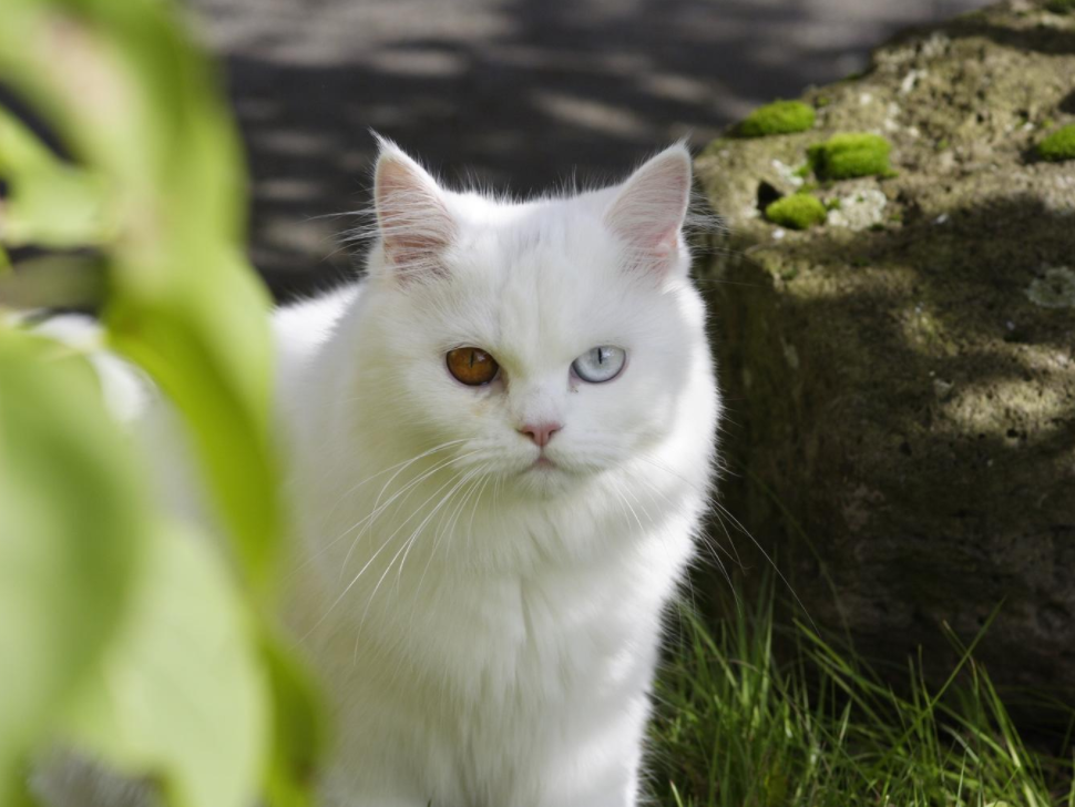 Detail Kucing Putih Mata Biru Nomer 31