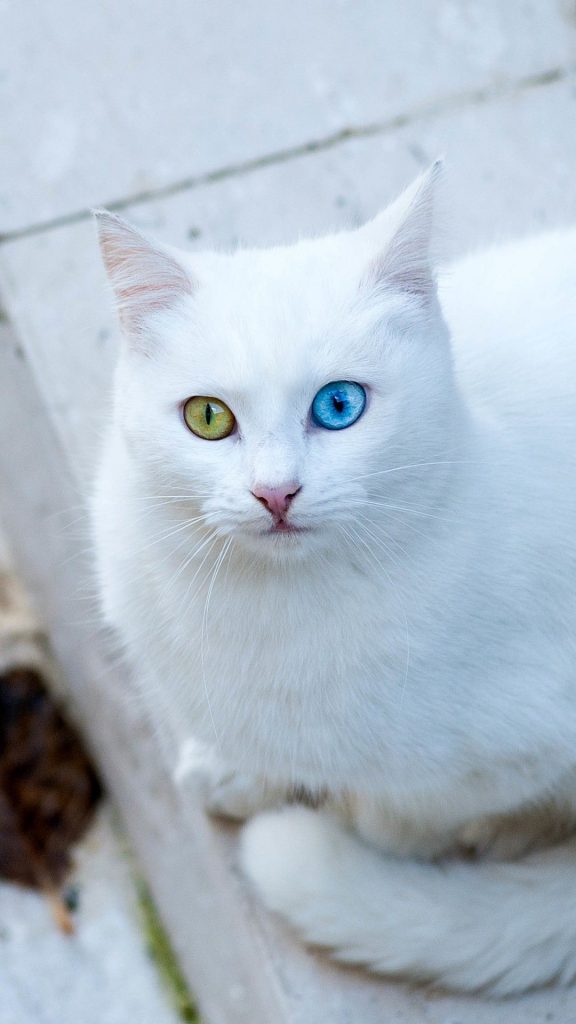 Detail Kucing Putih Mata Biru Nomer 32