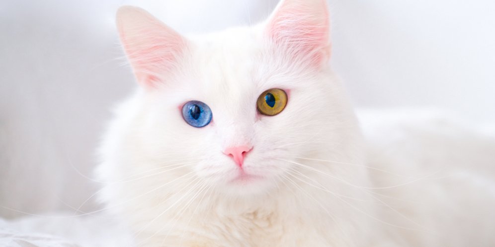 Kucing Putih Mata Merah - KibrisPDR