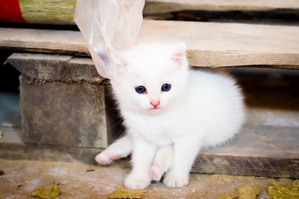 Kucing Putih Polos - 52+ Koleksi Gambar