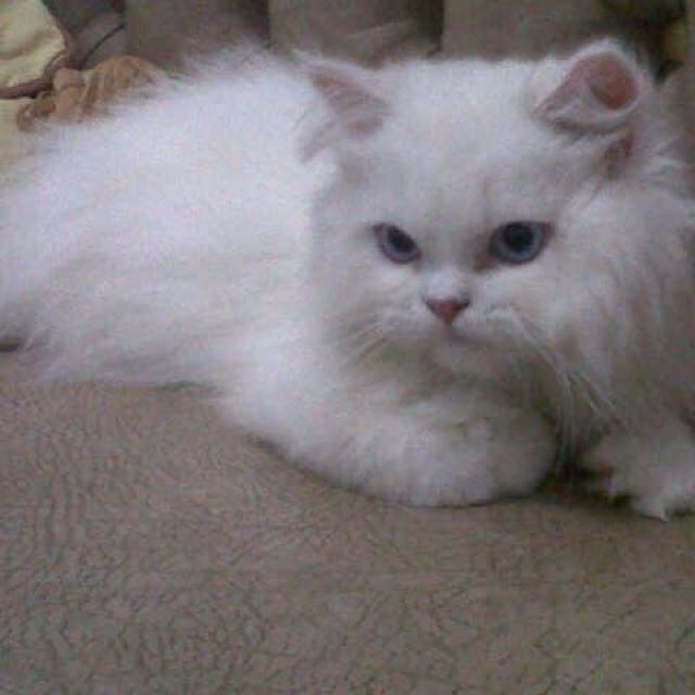 Detail Kucing Putih Polos Koleksi Nomer 30