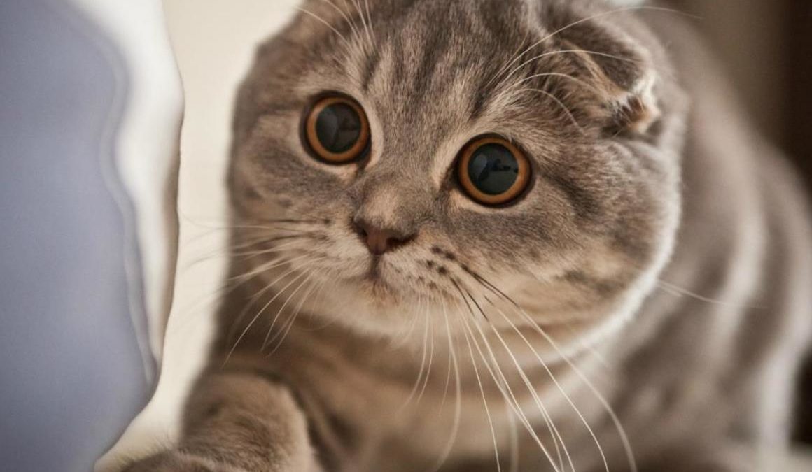 Kucing Scottish Fold Munchkin - KibrisPDR