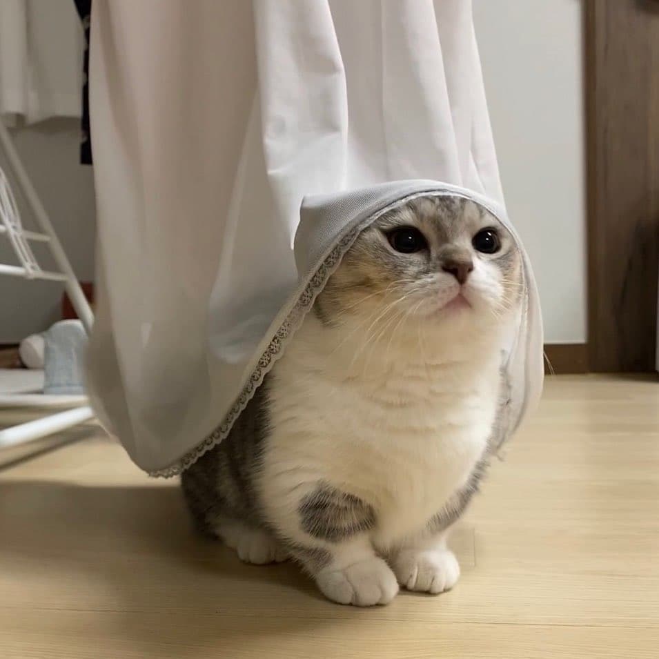 Detail Kucing Scottish Fold Munchkin Nomer 2
