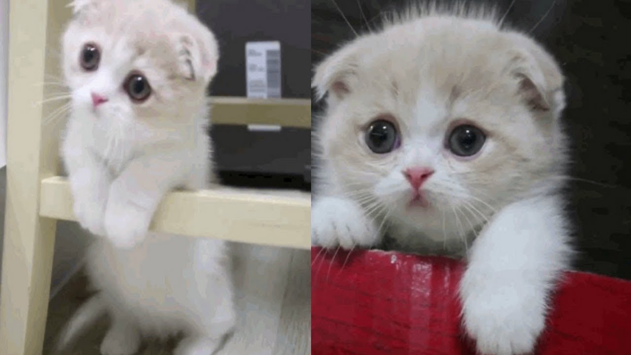 Detail Kucing Scottish Fold Munchkin Nomer 13