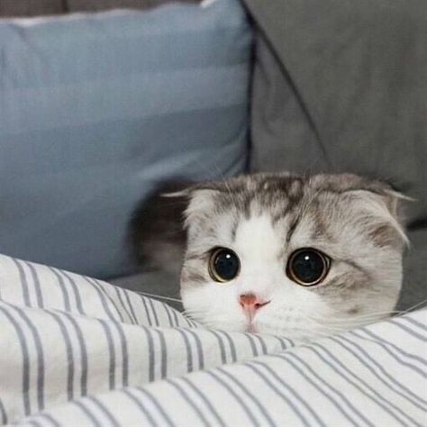 Detail Kucing Scottish Fold Munchkin Nomer 14