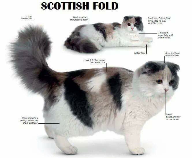 Detail Kucing Scottish Fold Munchkin Nomer 15