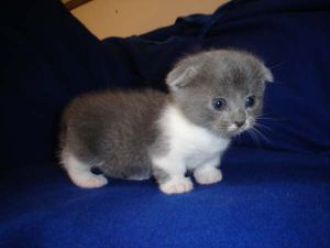 Detail Kucing Scottish Fold Munchkin Nomer 16