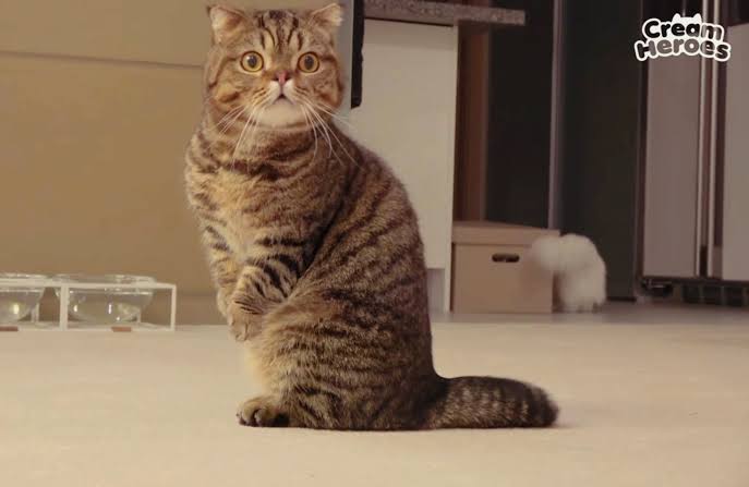 Detail Kucing Scottish Fold Munchkin Nomer 17