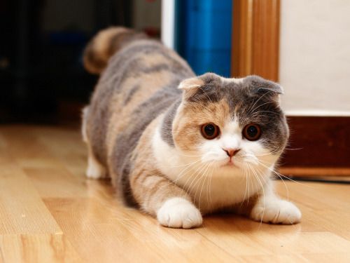 Detail Kucing Scottish Fold Munchkin Nomer 3