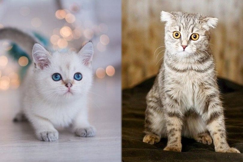 Detail Kucing Scottish Fold Munchkin Nomer 19