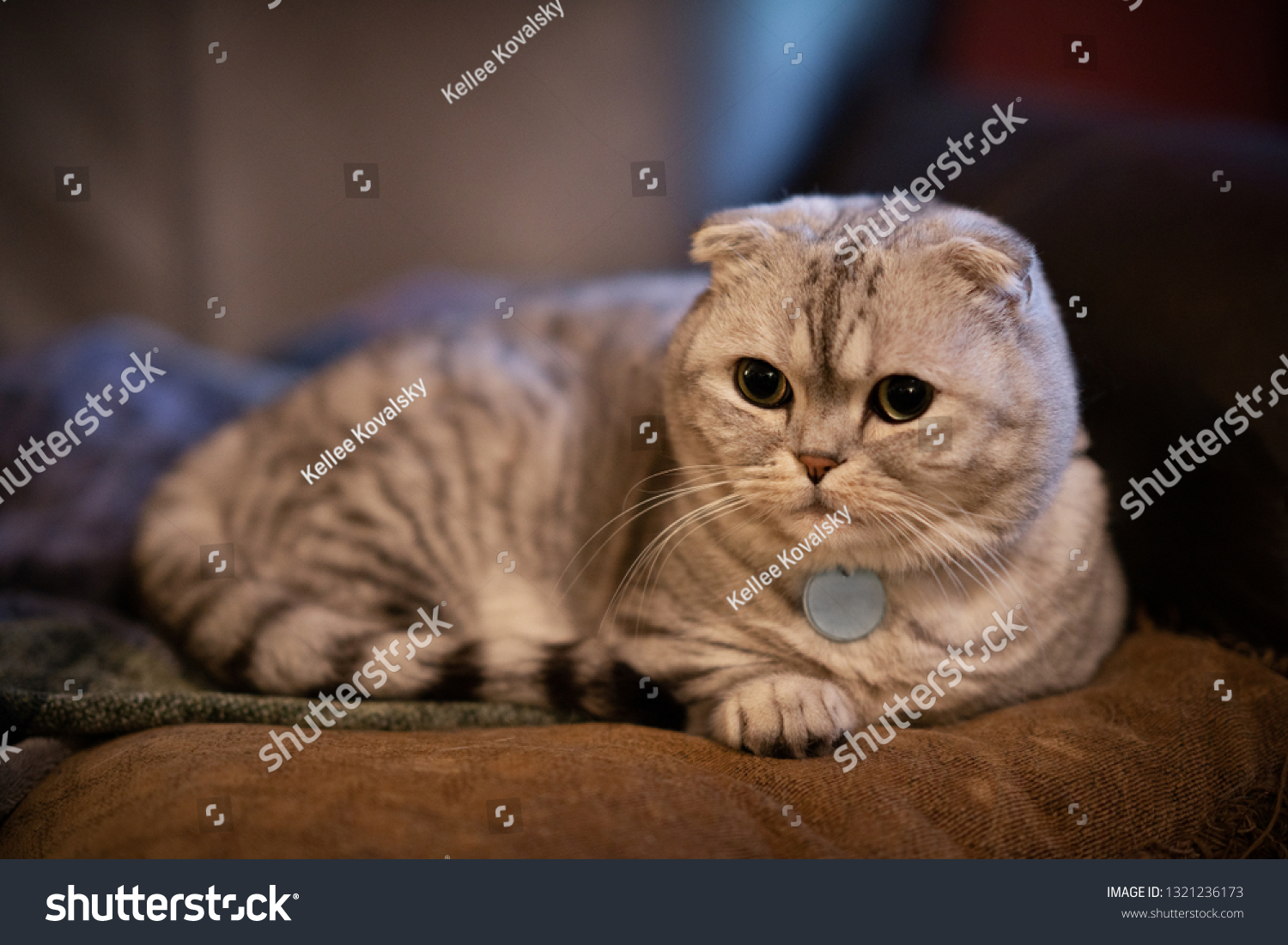 Detail Kucing Scottish Fold Munchkin Nomer 20