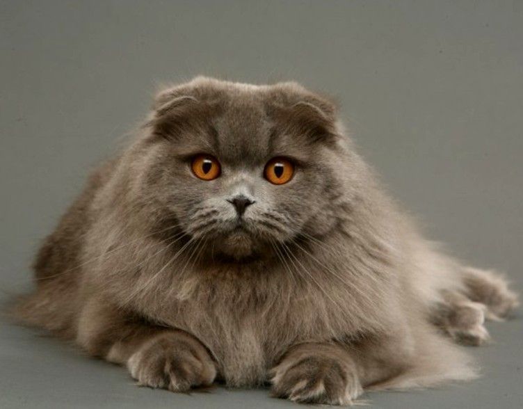 Detail Kucing Scottish Fold Munchkin Nomer 21